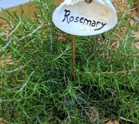 build two raised herb gardens for less than 50, Rosemary with Plant Marker