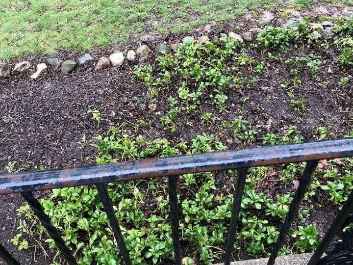 q how do i kill this ground cover so i can then plant flowers