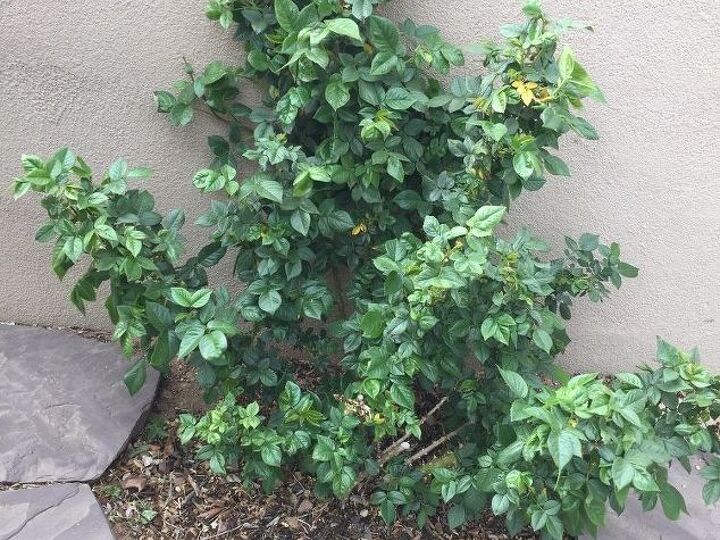 q too much foliage on rose bush