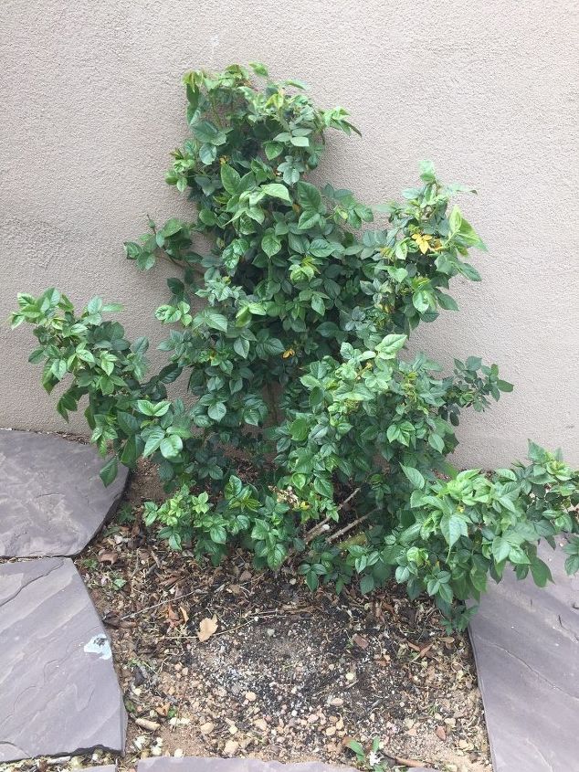 too much foliage on rose bush