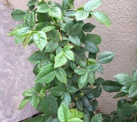 Too much foliage on rose bush | Hometalk