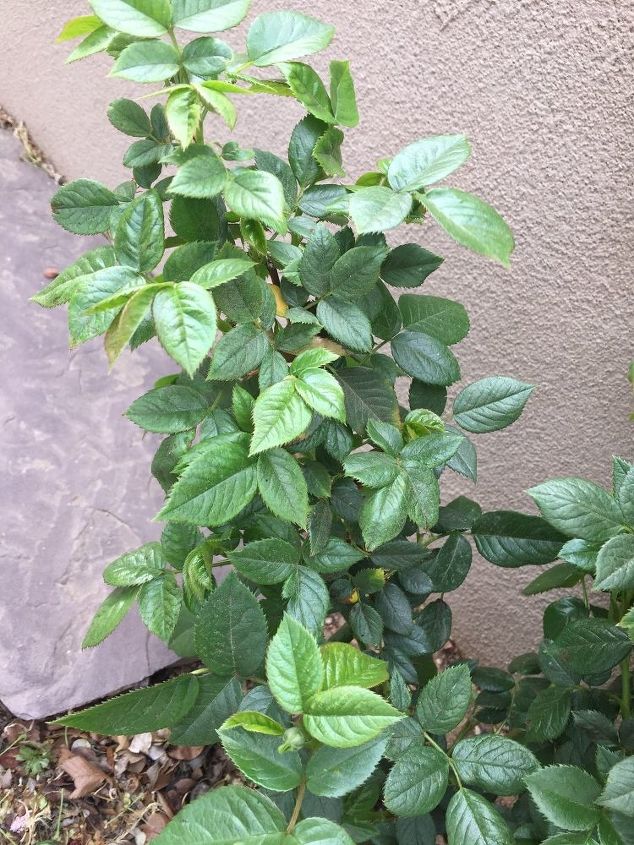 too much foliage on rose bush