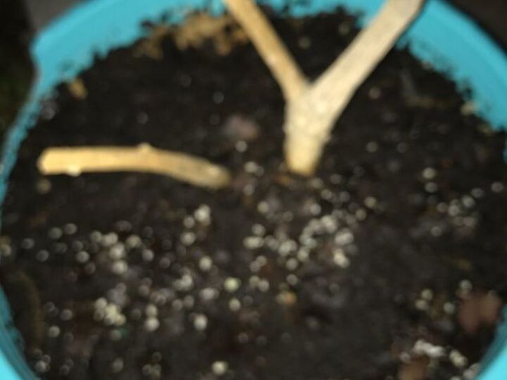 q how can i try and save my trumpet tree i winterized it like it said
