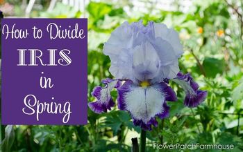 How to Divide Iris in Spring and Still Get Blooms