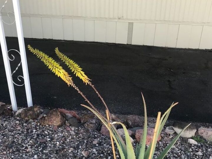 q transplanted cactus