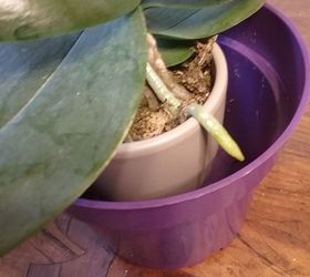 q what is the best way to replant an orchid
