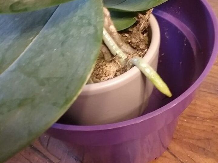 q what is the best way to replant an orchid