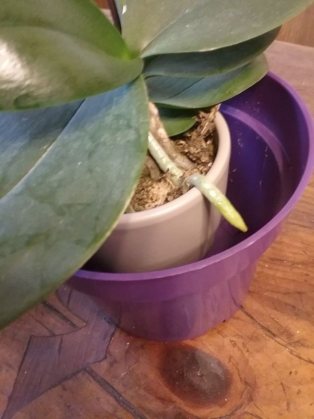q what is the best way to replant an orchid