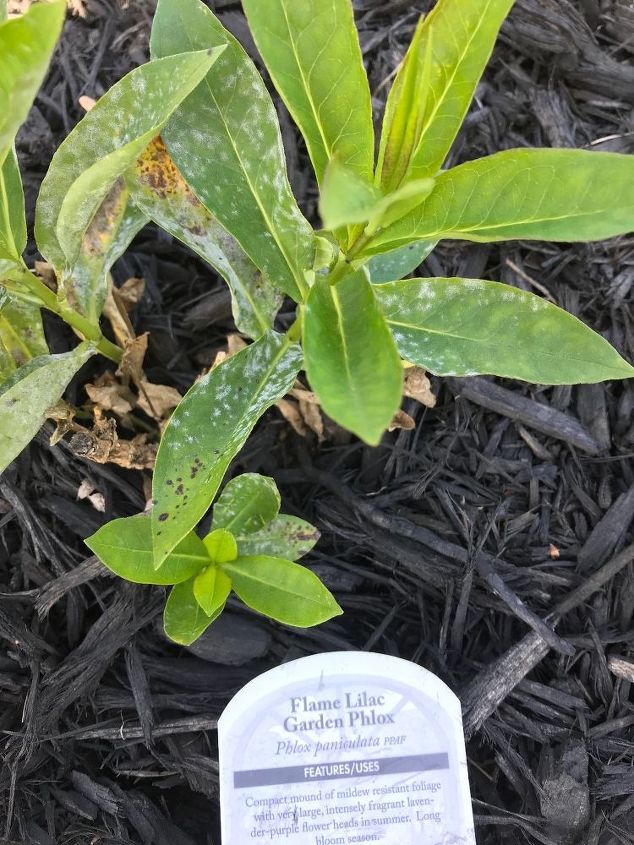 q what is on my lilac garden phlox