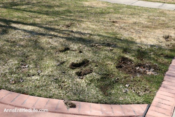 got snow mold on your grass here s how to repair it