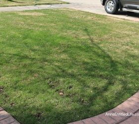 got snow mold on your grass here s how to repair it