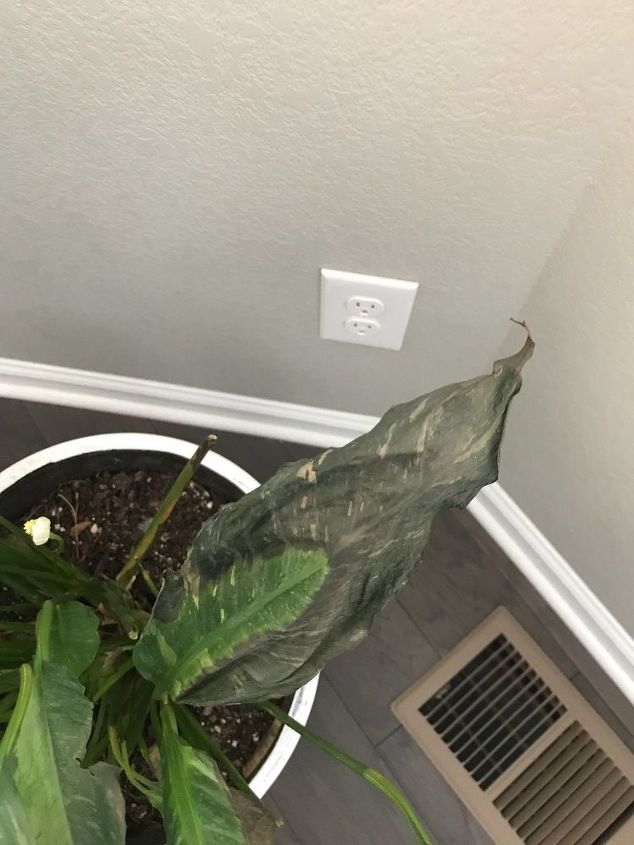 q leaves on my indoor plants