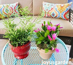 What You Need To Know About Growing An Easter Cactus