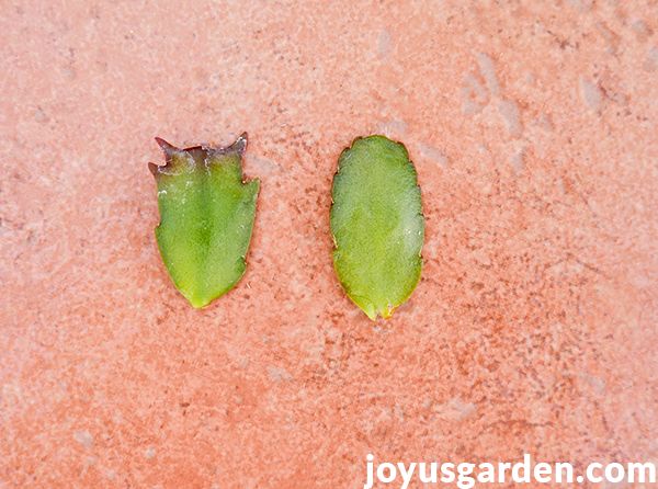 lo que debes saber sobre el cultivo de un cactus de pascua