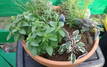 Mini Herb Garden