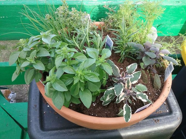 mini herb garden