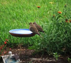 15 unconventional ways to use a tomato cage, Use it as a friendly bird bath