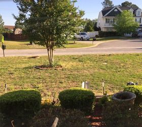 q live in s carolina my lawn mostly weeds now should i reseed or sod