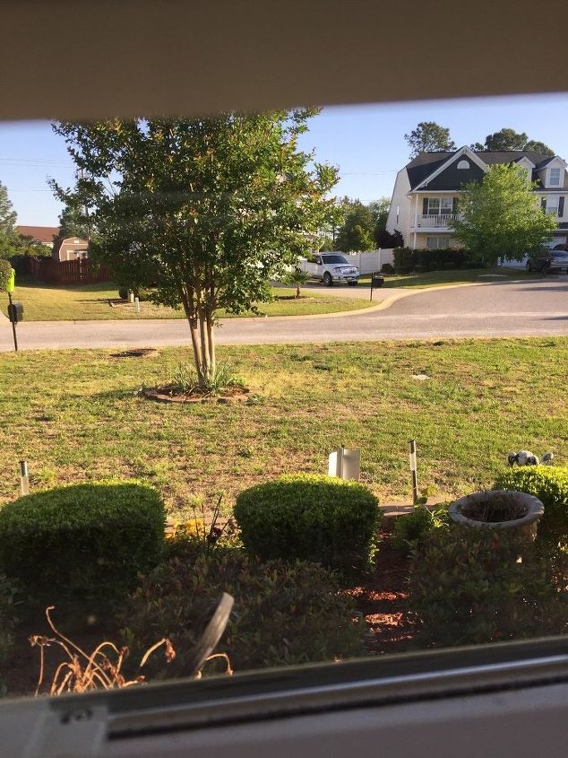 q live in s carolina my lawn mostly weeds now should i reseed or sod