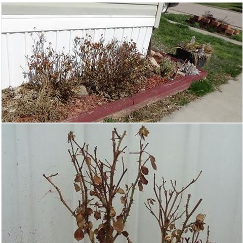 prune for more flowers and fruit