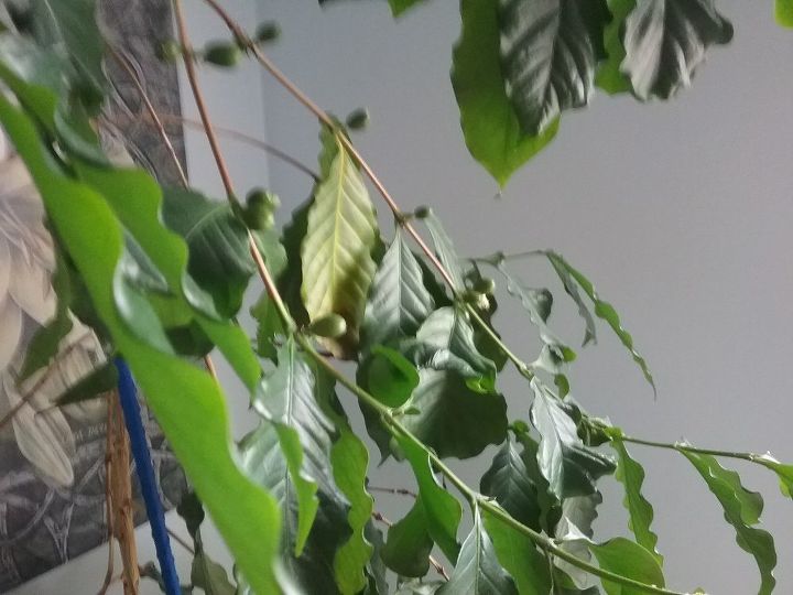 q what kind of house plant is this it has grown to about 3 ft