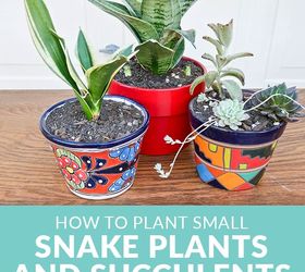 Cómo plantar plantas serpiente pequeñas y suculentas en macetas pequeñas
