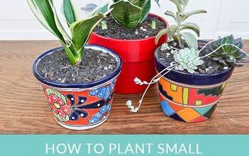  Como plantar pequenas plantas de cobra e suculentas em vasos pequenos