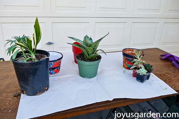 how to plant small snake plants succulents in small pots