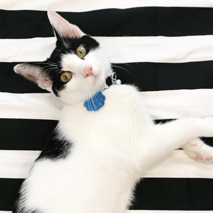 How To Hide Your Cat S Ugly Litter Box Diy Hometalk