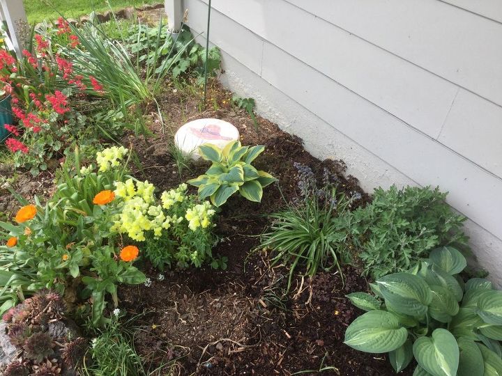 q hostas can they be indoor plants too