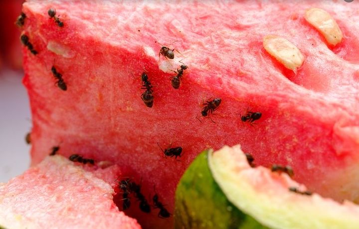 hormigas cura segura y eficaz