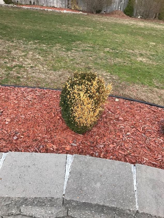 q does anyone know what may have happened to my boxwoods