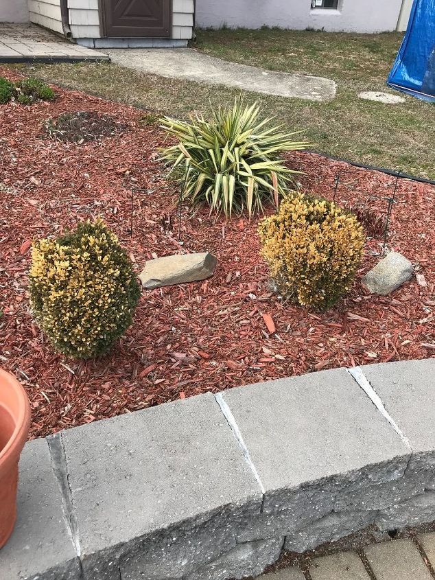 q does anyone know what may have happened to my boxwoods