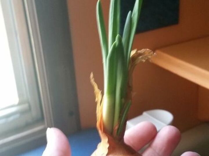 q how can i keep this onion growing inside
