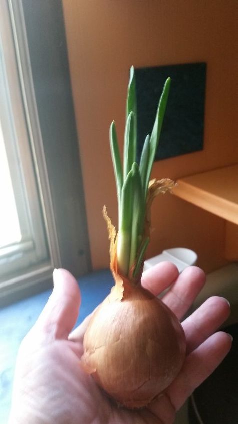 q how can i keep this onion growing inside
