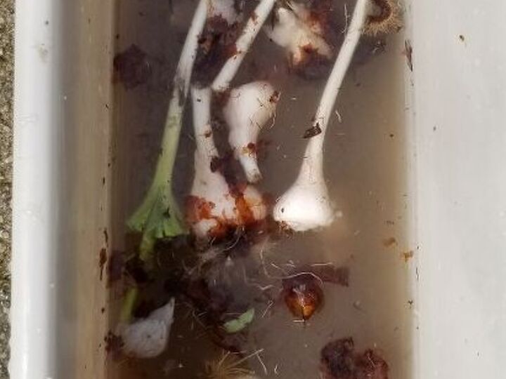 q can these tulip bulbs be saved
