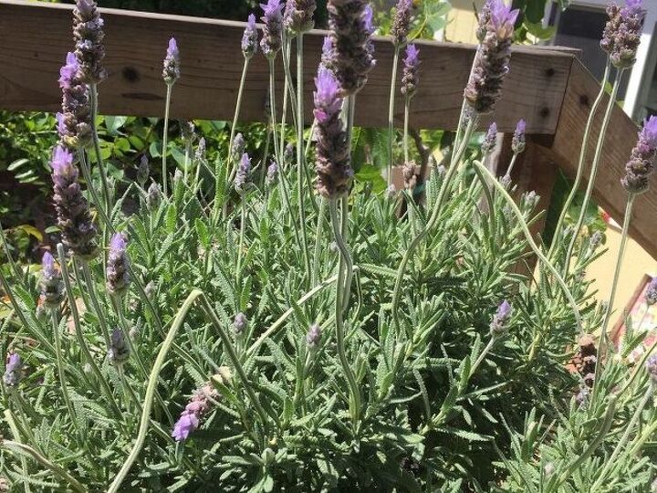 q lavender