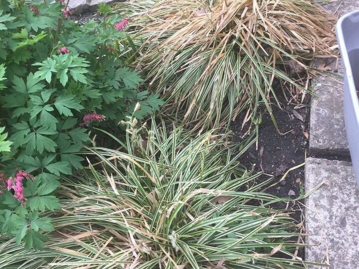 q how to freshen up perennial grass