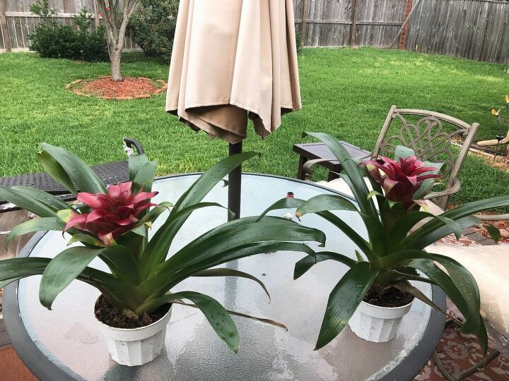 q i was given 2 plants that were being thrown away what are they