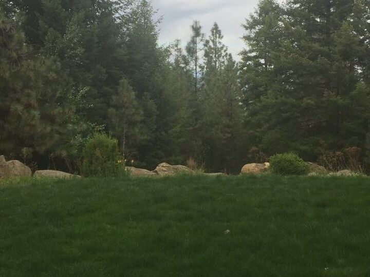q how can i grow flowers when i have deers and bunny friends all around