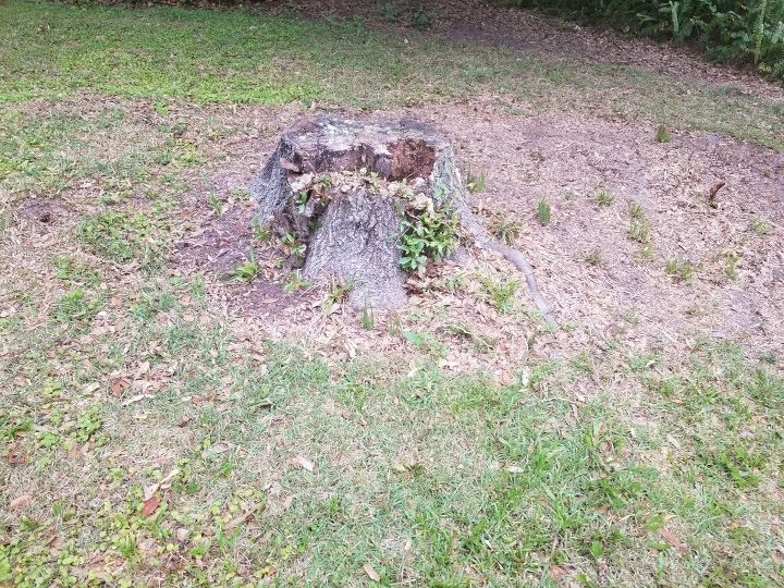 q i have several stumps in my yard that keep trying to come back other