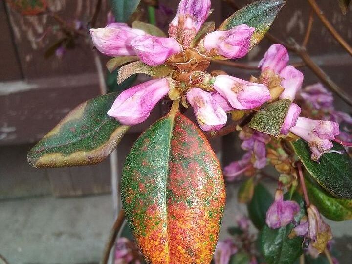 q what s wrong with my rhody