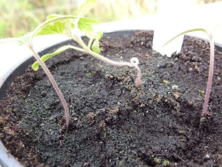 q tomato disease