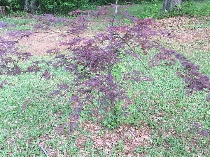 q the top of my japanese maple is dead can i cut it off