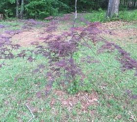 the top of my japanese maple is dead can i cut it off