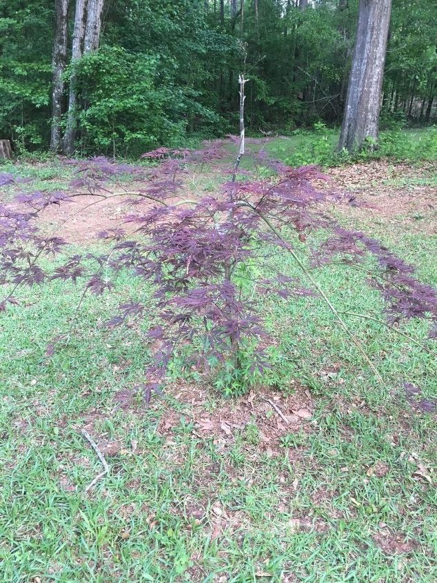 the top of my japanese maple is dead can i cut it off