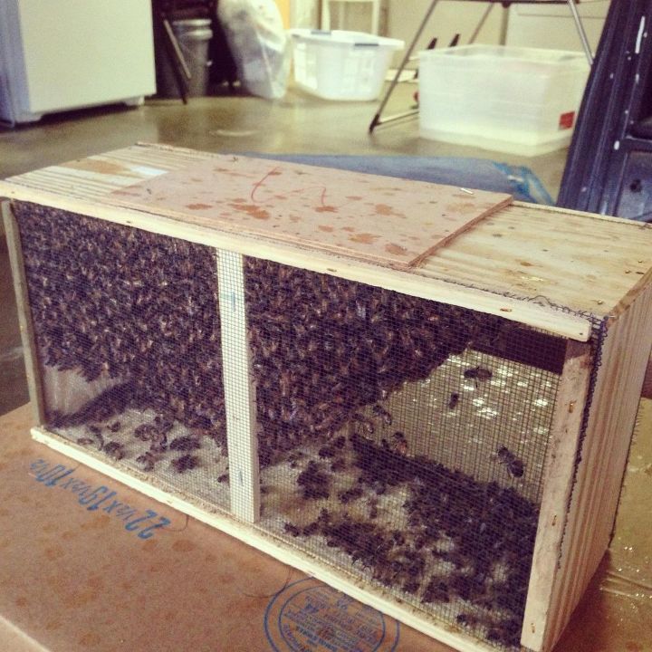 a foray into beekeeping 101