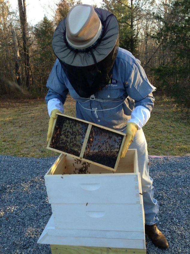 uma incurso na apicultura 101