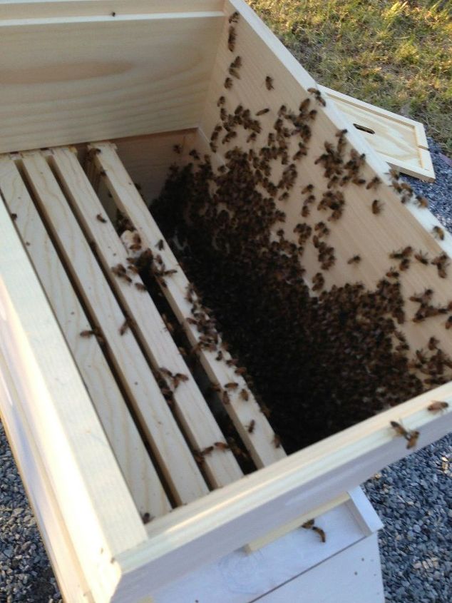 a foray into beekeeping 101