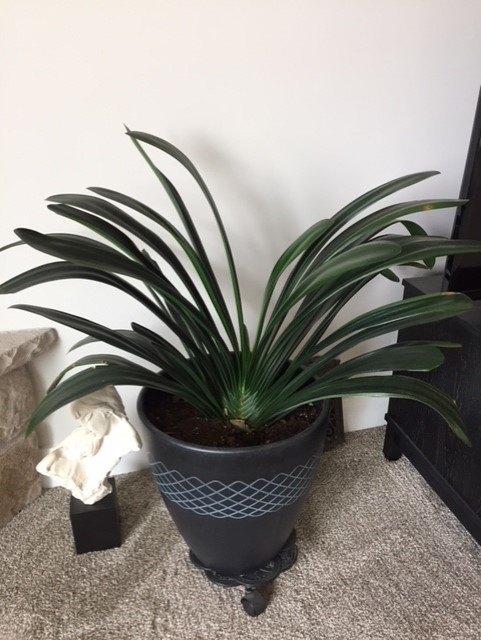 q want to identify what kind of plant this is